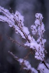 Bild 1 Serie Schnee Januar 2005