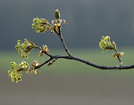 Bild anschauen