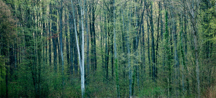 Galeriebild