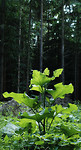 Bild anschauen