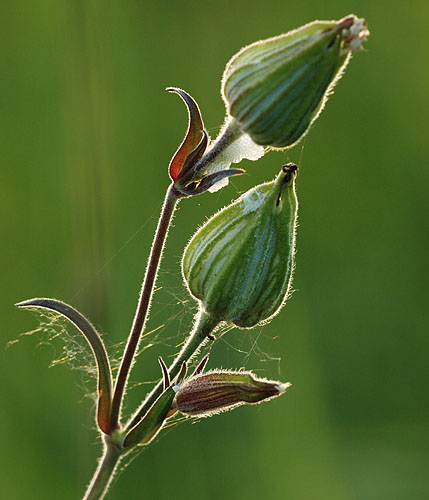 Galeriebild
