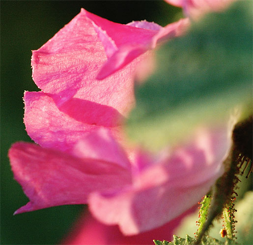 Galeriebild
