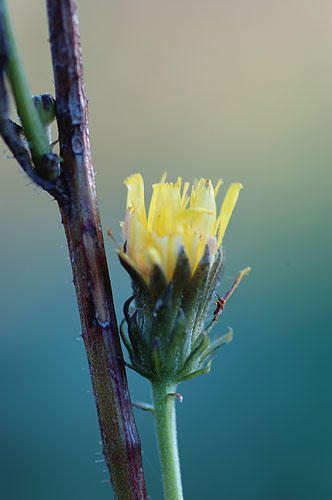 Galeriebild