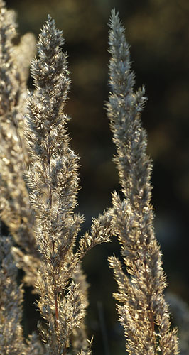 Galeriebild