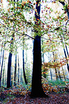 Bild anschauen