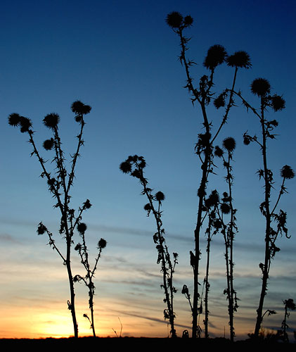 Galeriebild