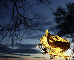 Bild anschauen