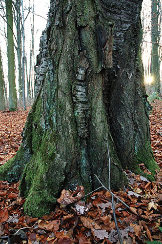 Galeriebild
