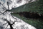 Bild anschauen