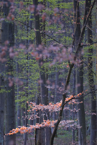 Galeriebild