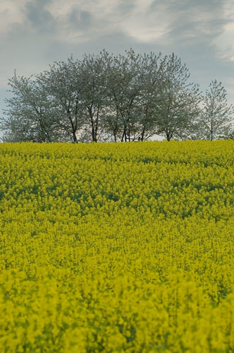 Galeriebild