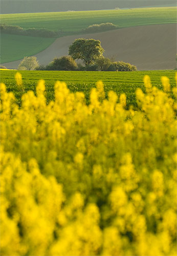 Galeriebild