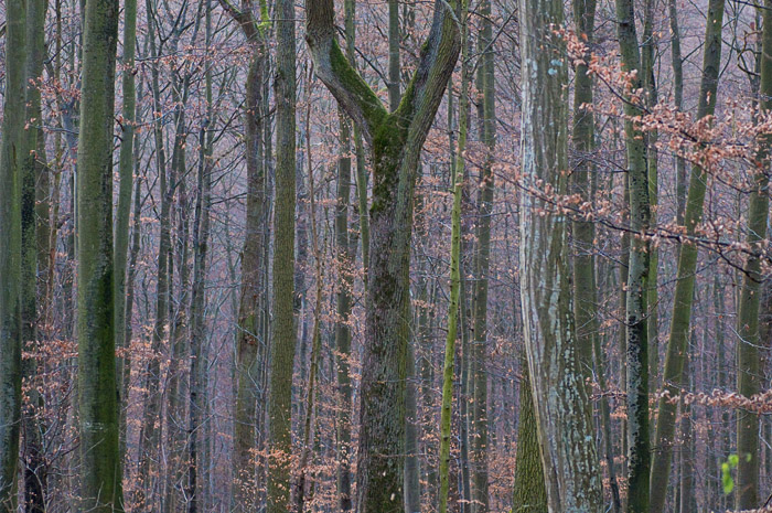 Galeriebild