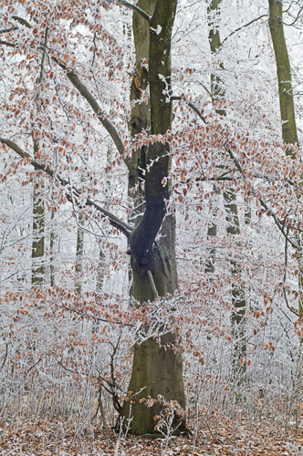 Galeriebild