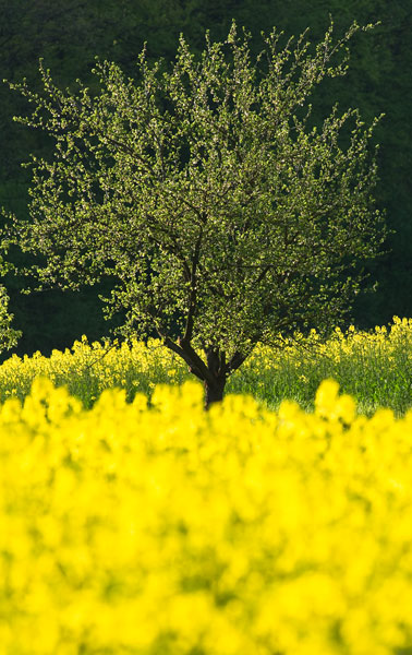 Galeriebild