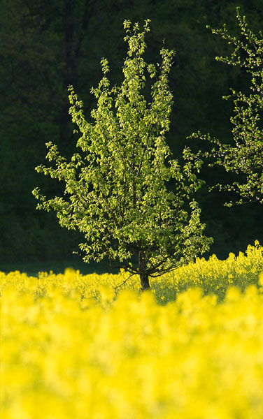 Galeriebild