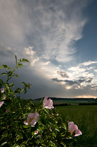 Galeriebild