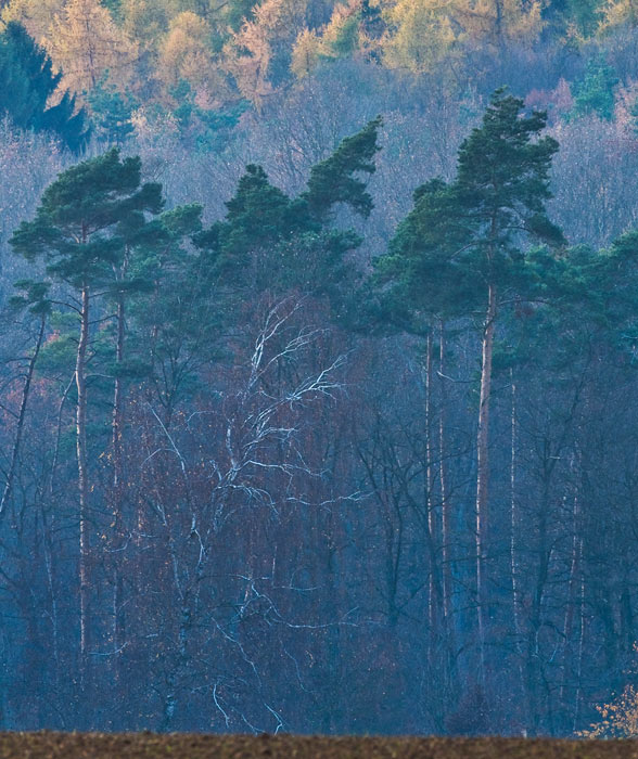 Galeriebild