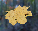 Bild anschauen