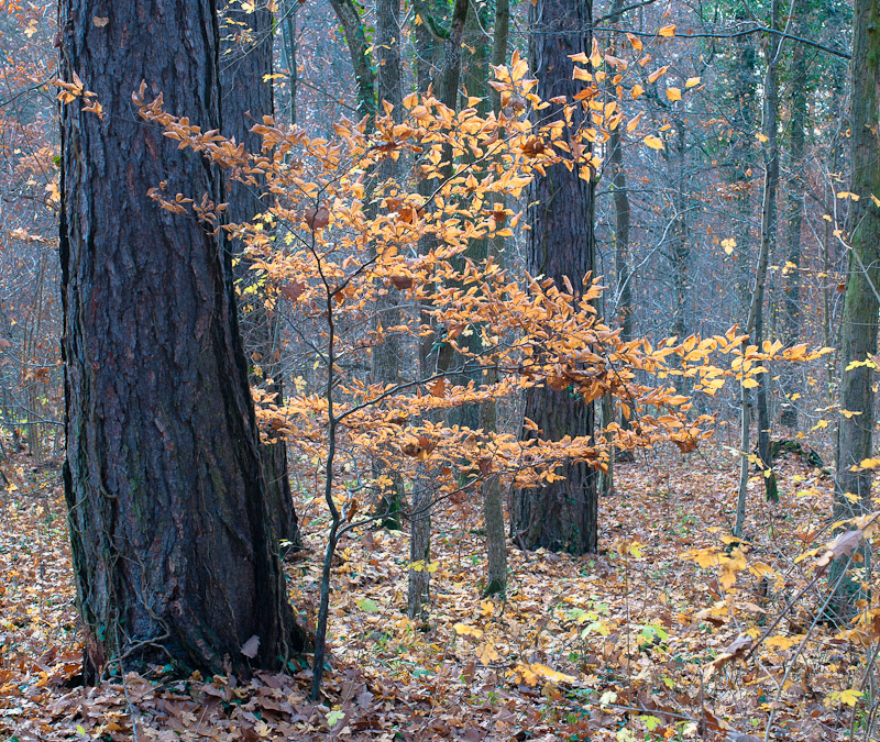 Galeriebild