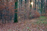 Bild anschauen