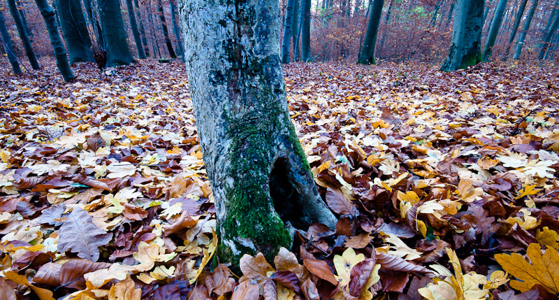 Galeriebild