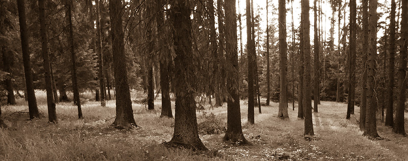 Galeriebild
