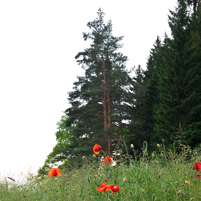 Galeriebild