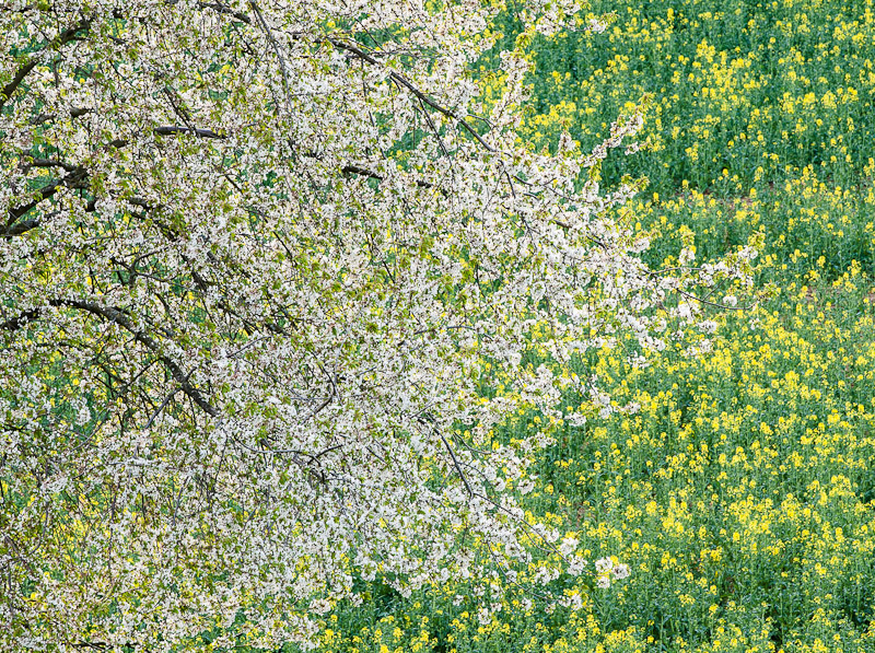 Galeriebild
