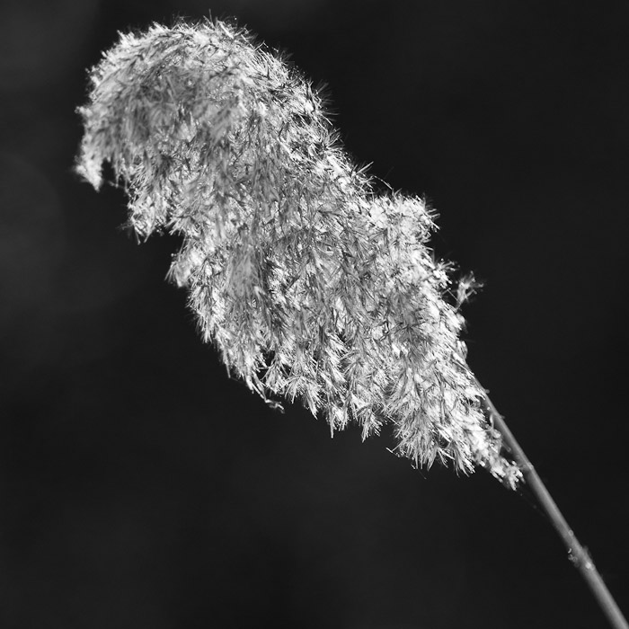 Galeriebild