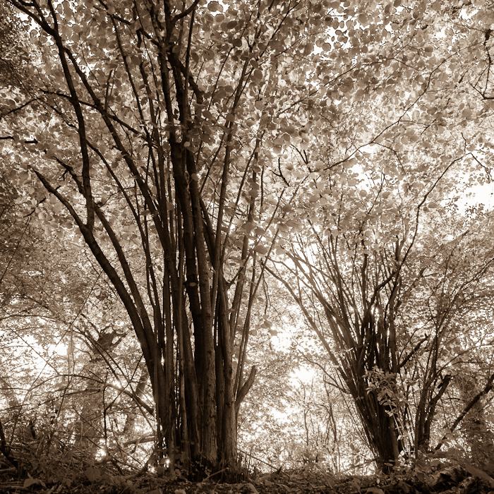 Galeriebild