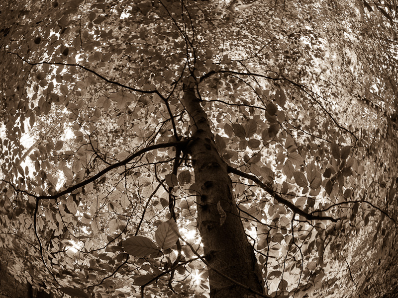 Galeriebild