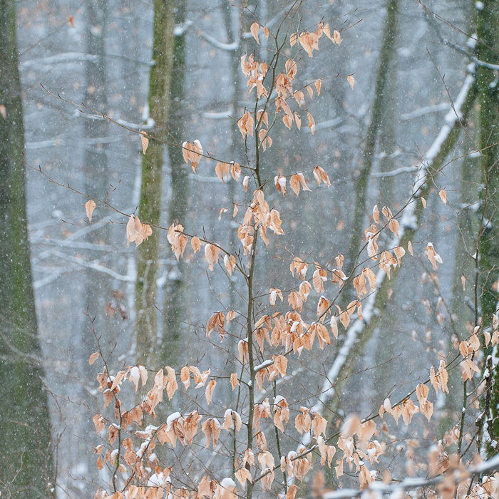 Galeriebild