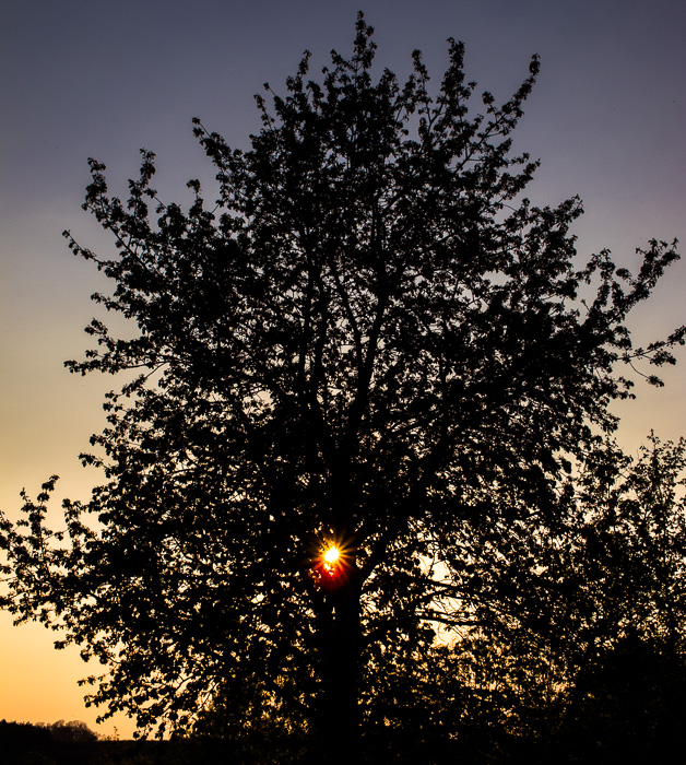 Galeriebild