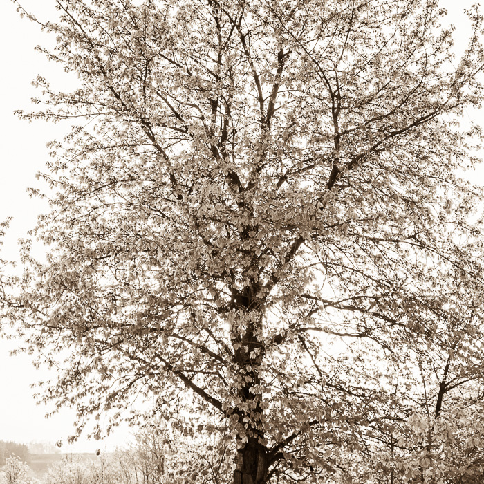 Galeriebild