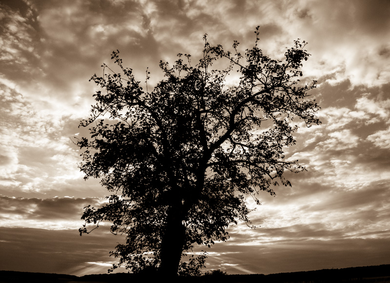 Galeriebild