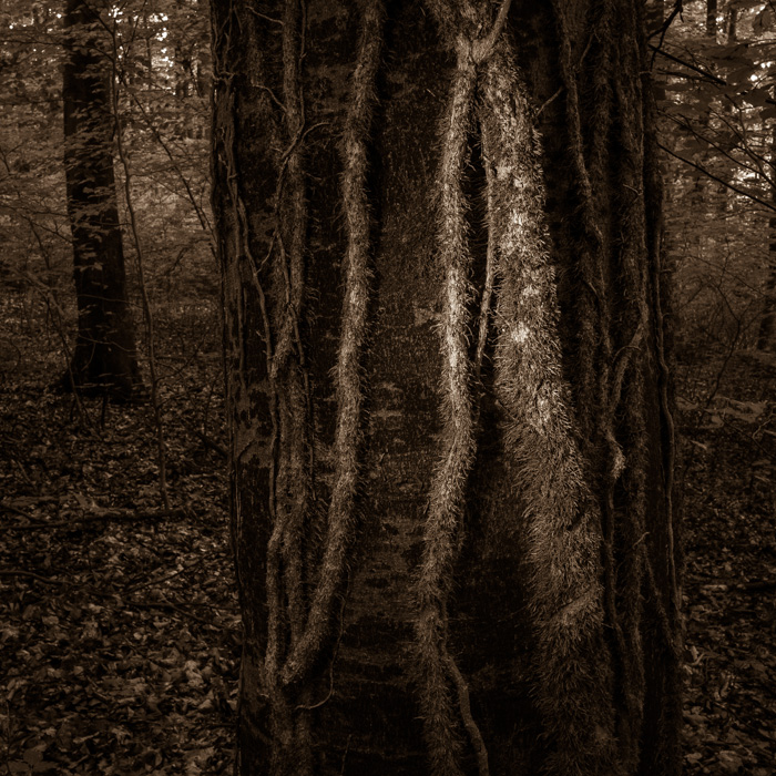 Galeriebild