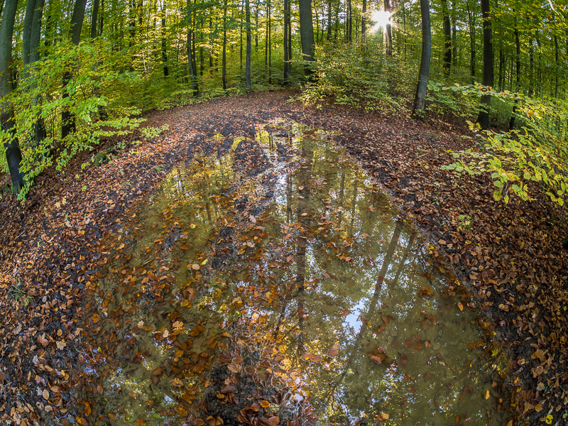 Galeriebild