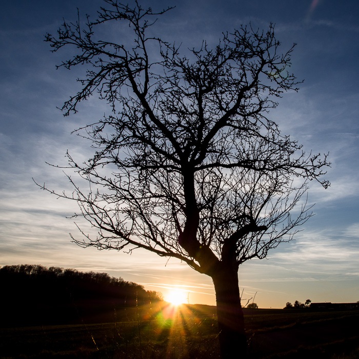 Galeriebild