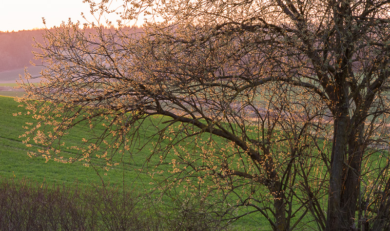 Galeriebild