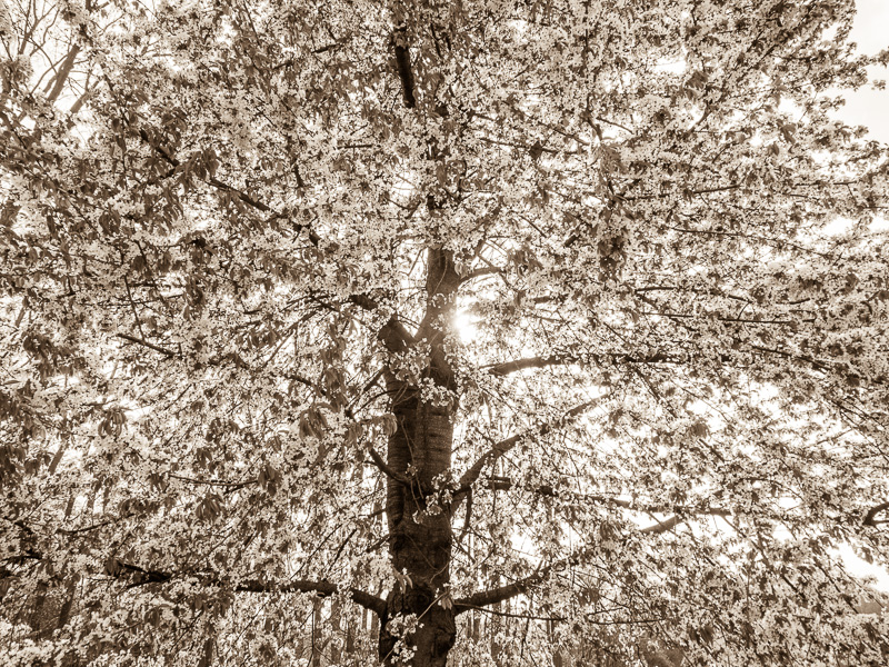 Galeriebild