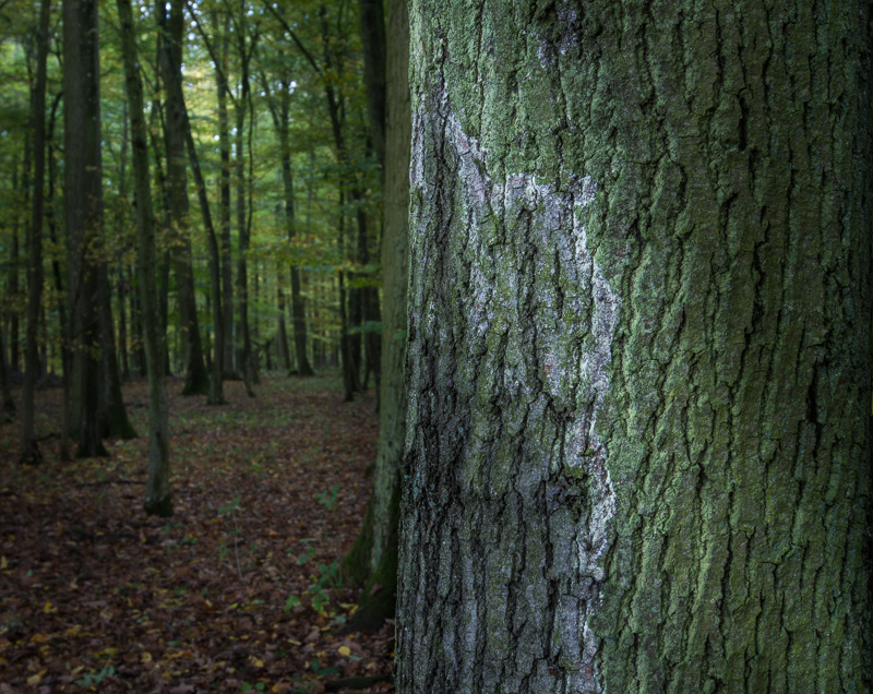 Galeriebild