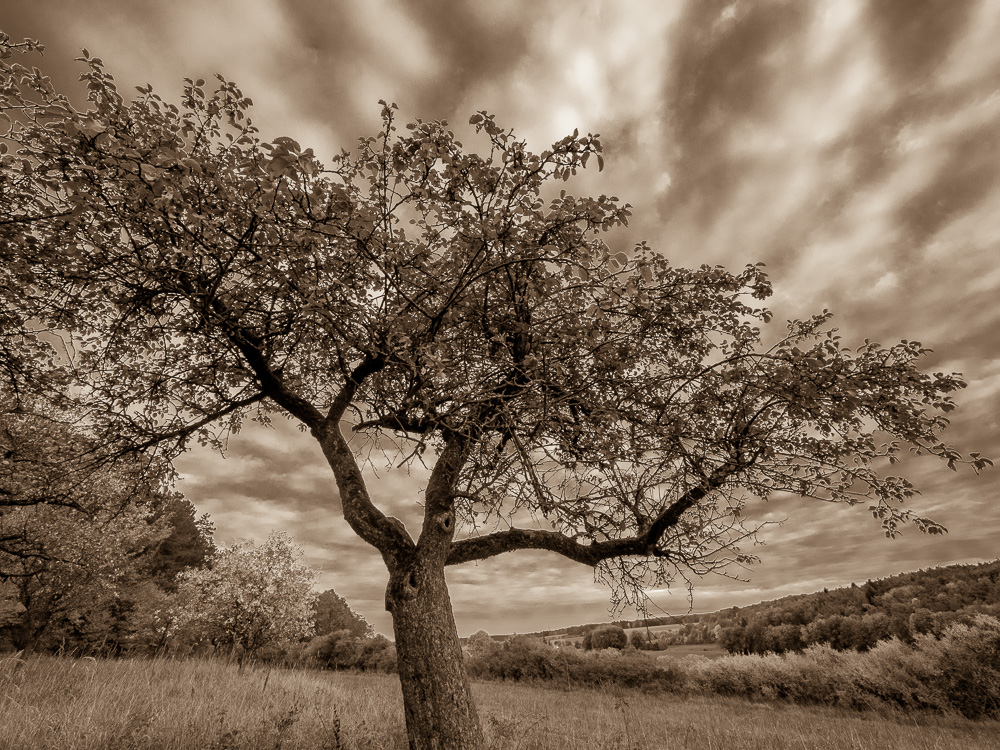 Galeriebild