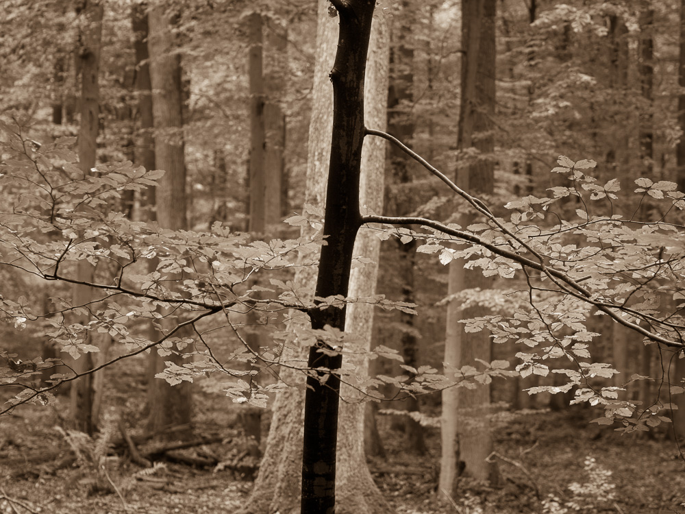 Galeriebild