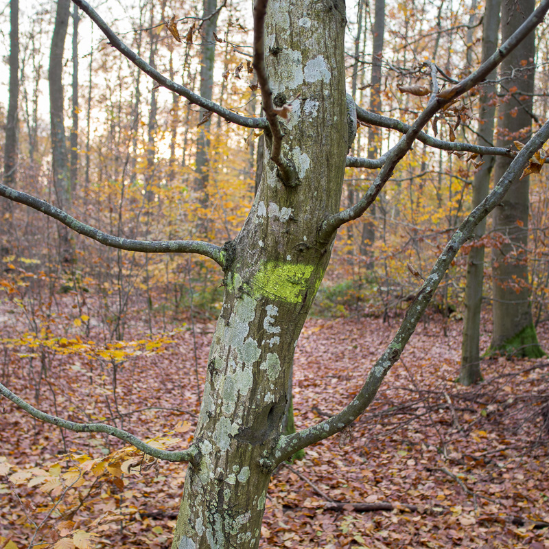Galeriebild