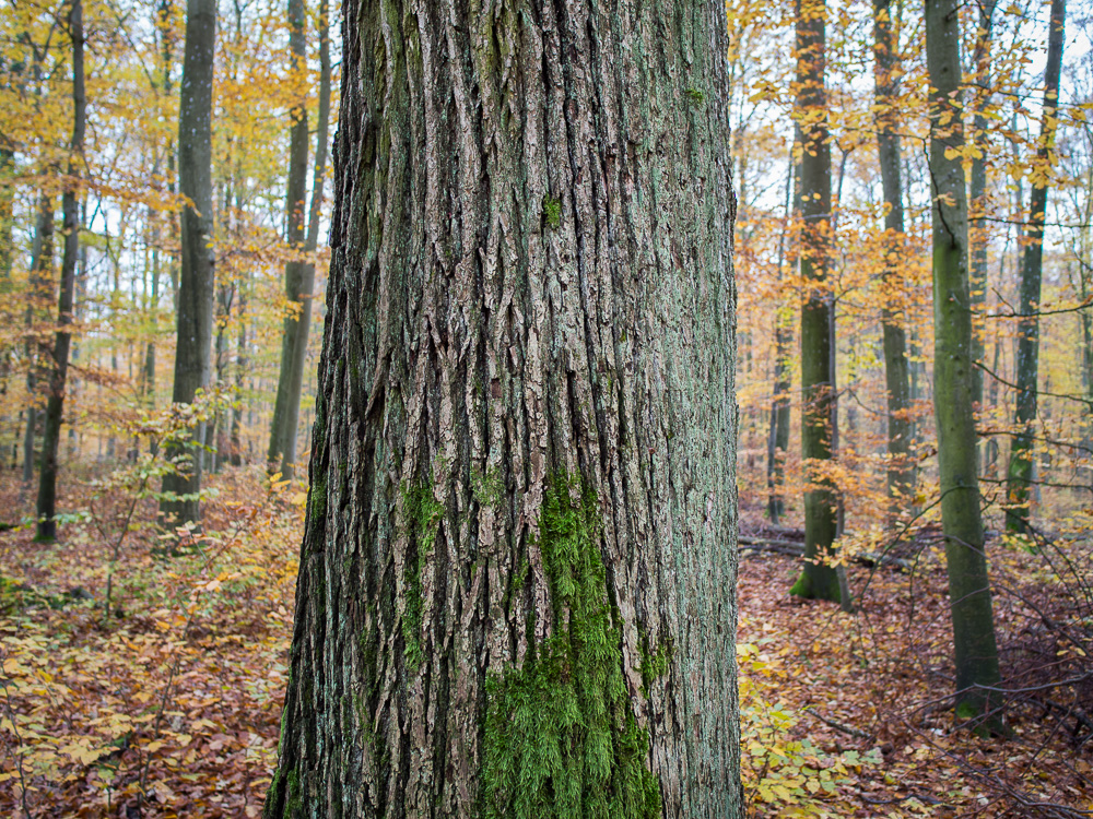 Galeriebild