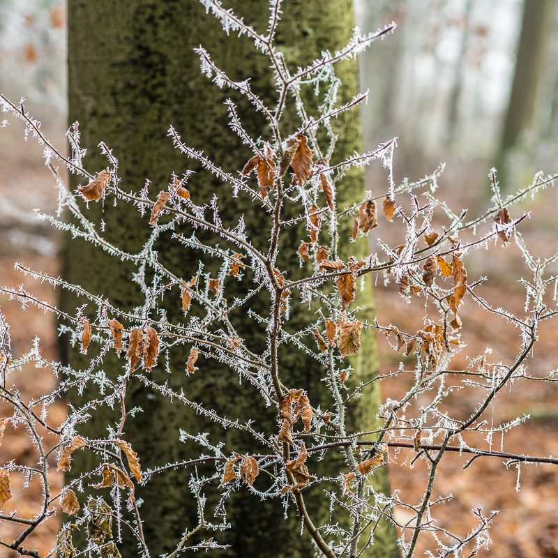 Galeriebild