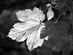Bild anschauen