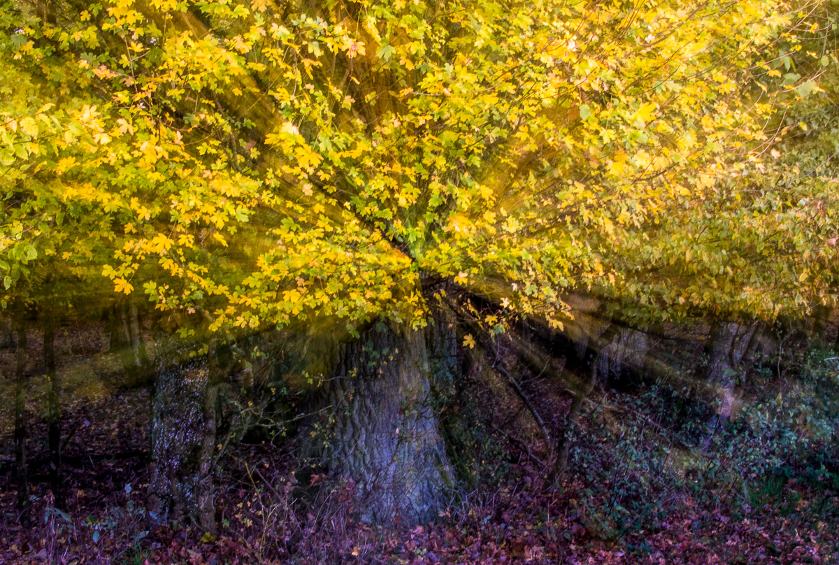 Galeriebild