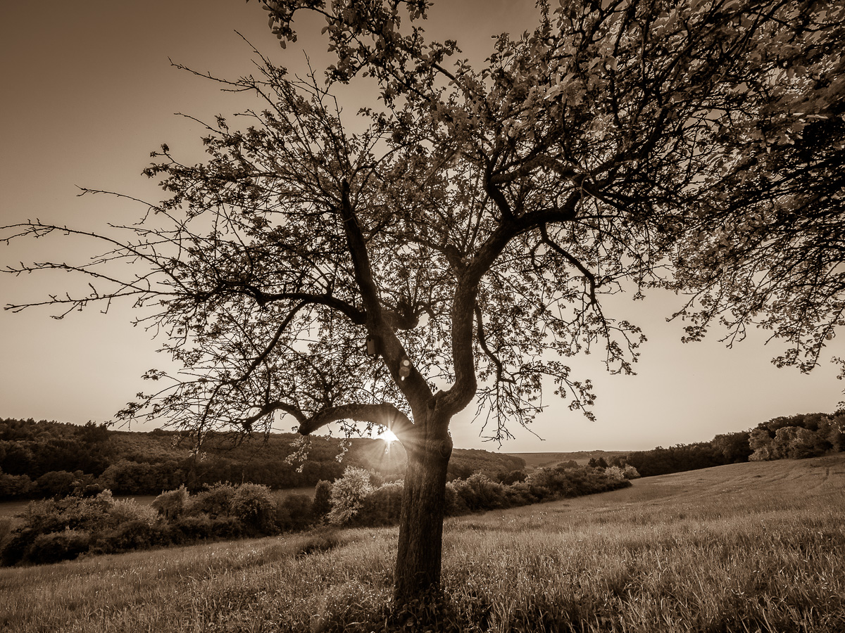 Galeriebild